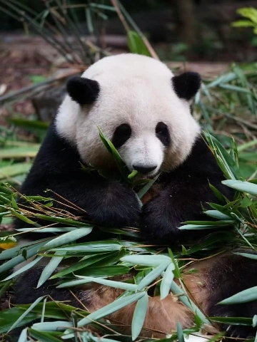 成都大熊猫 副本